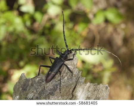 Great capricorn beetle (Cerambyx cerdo) is mainly night active. This individual has been damaged by a bird attack.