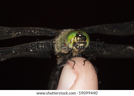 Dragonfly sitting on finger. Extreme close-up. Copy space in the photo.