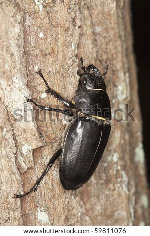 Female Stag beetle (Lucanus cervus) climbing on oak. Macro photo.