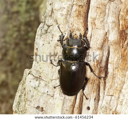 Female stag beetle climbing oak. Macro photo.