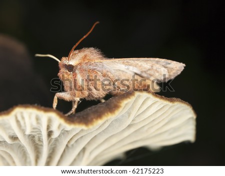 Small moth sitting on Funnel chanterelle. Macro photo.