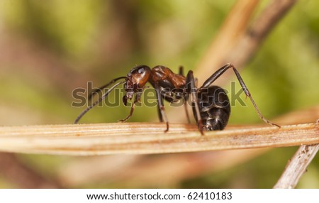 Ant Sitting