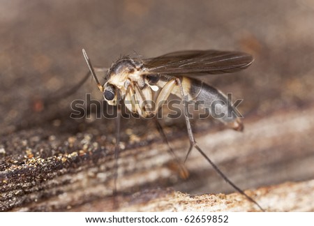 Scuttle Fly
