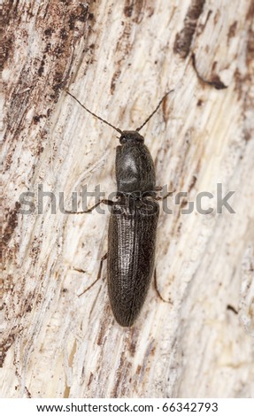 Click beetle sitting on tree, macro photo
