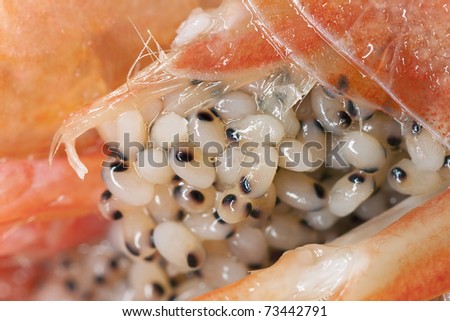 Extreme close up of eggs on shrimp, macro photo with high magnification