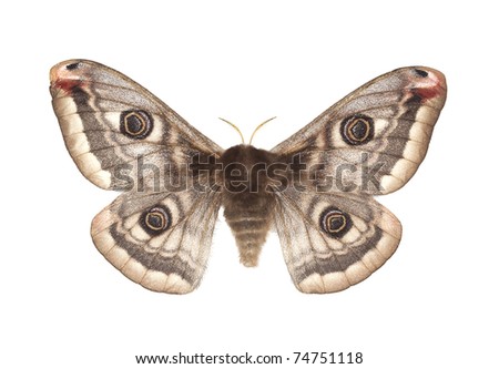 Small emperor moth (Saturnia pavonia) isolated on white background, macro photo