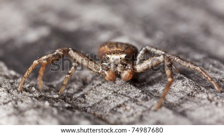 Turf running-spider (Philodromus cespitum) sitting on wood, extreme close up