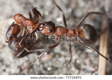 Wood ants (Formica rufa) pulling dead ant each side, extreme close-up with high magnification