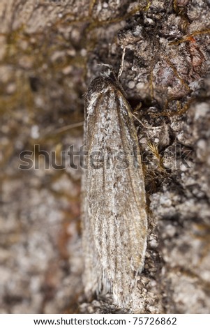 Small moth camouflaged on birch tree, macro photo