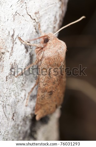 Small moth, macro photo