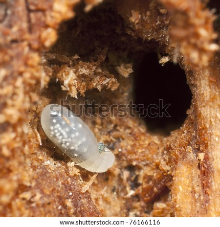 Ant larva feeding on arthropod, extreme close up with high magnification