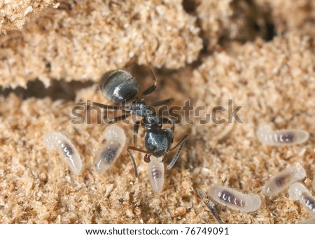 Black ant (Lasius niger) resquing larva, extreme close up with high magnification