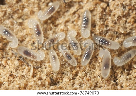 Black ant larva (Lasius niger) Extreme close up