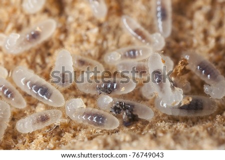 Black ant larva (Lasius niger) Extreme close up