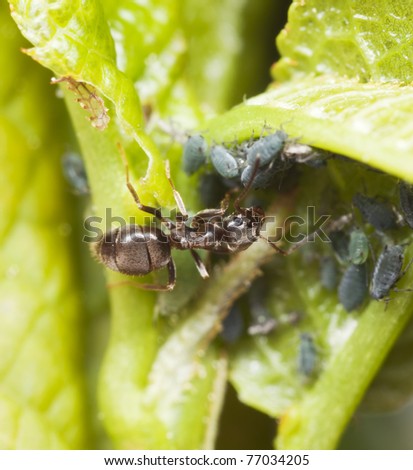 Black ants (Lasius niger) harvesting on aphids, extreme close up with high magnification