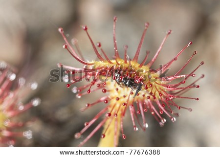 Sundew Drosera with caught insect, shallow depth of field, extreme close up with high magnification