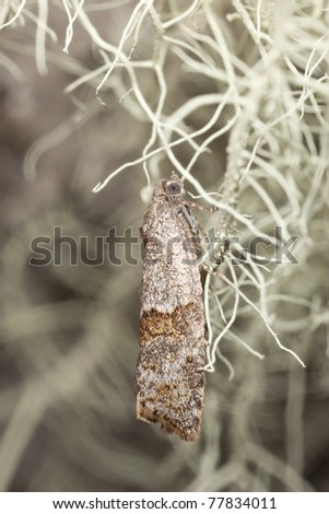 Small moth sitting on lichen, extreme close up with high magnification