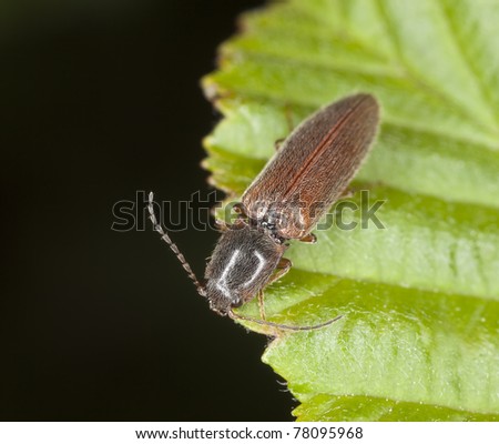 Click beetle (Elateridae) sitting on leaf, macro photo