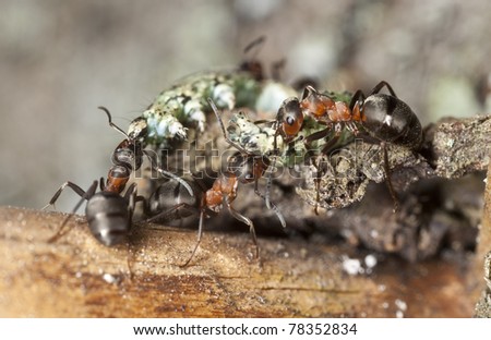 Wood ants (Formica rufa) pulling dead larva, extreme close-up with high magnification