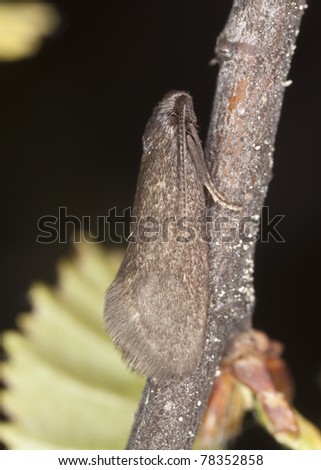 Small moth sitting on birch branch, macro photo