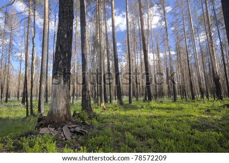 New life in pine forest years after a big forest fire