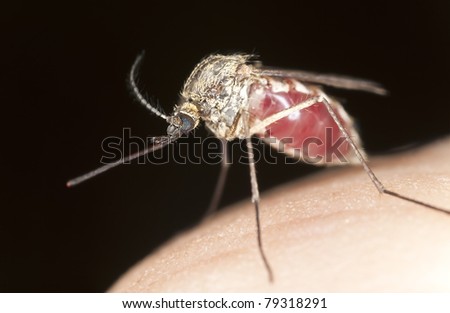 Mosquito finished sucking and is ready to fly, extreme close up