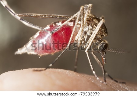 Magnified Mosquito