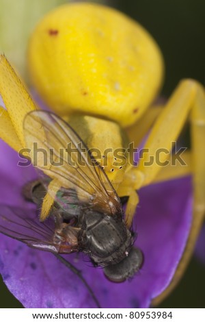 Goldenrod crab spider feeding on caught fly, extreme close up with high magnification