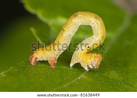 Geometridae moth larva, macro photo