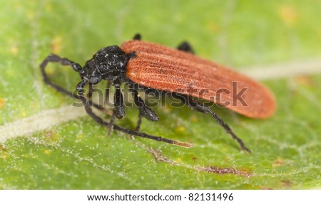 pyrochroidae beetle sitting on leaf, extreme close up with high magnification
