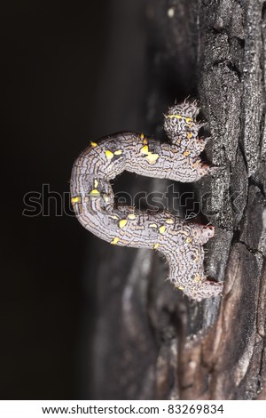 Geometridae moth larva on burnt pine tree