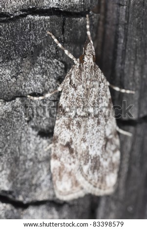 Small moth sitting on tree, macro photo
