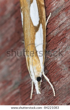 Small moth sitting on wood, extreme close up with high magnification