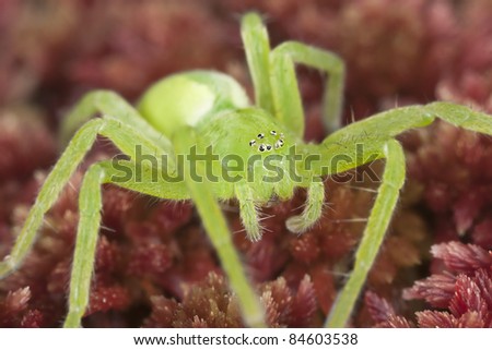 Green huntsman spider (Micrommata virescens) sitting on moss, macro photo