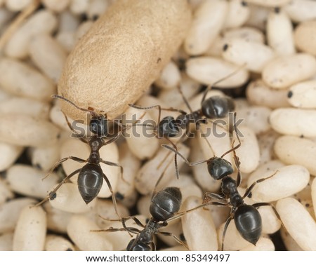 Black ant (Lasius niger) rescuing larva, extreme close up with high magnification