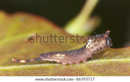 Young puss moth larva sitting on leaf (Cerula vinula)