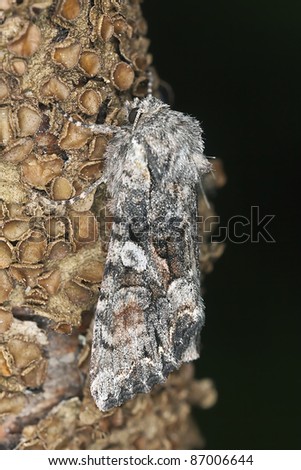 Small moth sitting on stem, macro photo