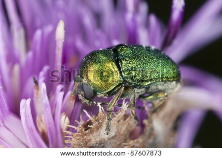 Leaf beetle (chrysomelidae) feeding on thistle, extreme close-up