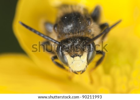 Small bee pollinating / feeding on flower, extreme close-up