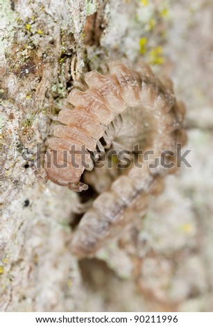 Flat-backed millipede (Polydesmidae)