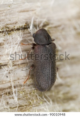 Wood borer (Anobiidae) sitting on wood, extreme close-up