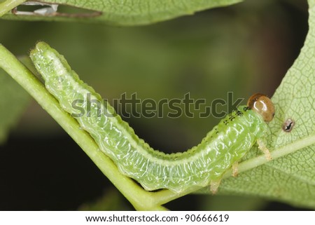 Moth larvae feeding on leaf, macro photo