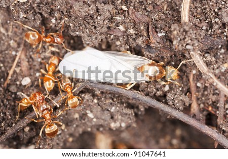 Red ants, queen and workers