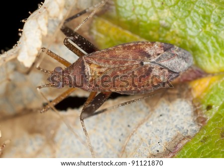 Hemipteron sitting on leaf, extreme close-up