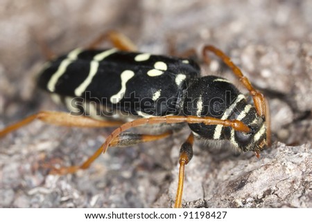 Plagionotus arcuatus sitting on oak, macro photo. This beetle is common on a variety of deciduous trees.