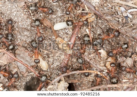 Southern wood ants protecting larva and eggs, extreme close-up with high magnification