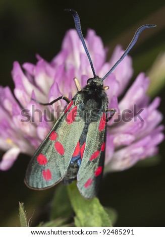 Zyagena moth on red clover, macro photo