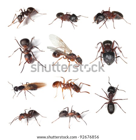 Collection of different ants isolated on white background, high magnification