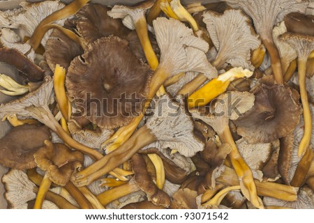 Harvest of funnel chanterelle, Cantharellus tubaeformis