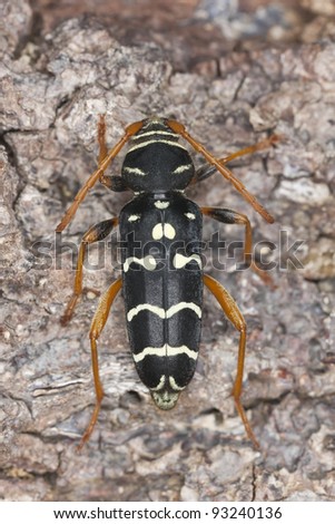 Plagionotus arcuatus sitting on oak, macro photo. This beetle is common on a variety of deciduous trees